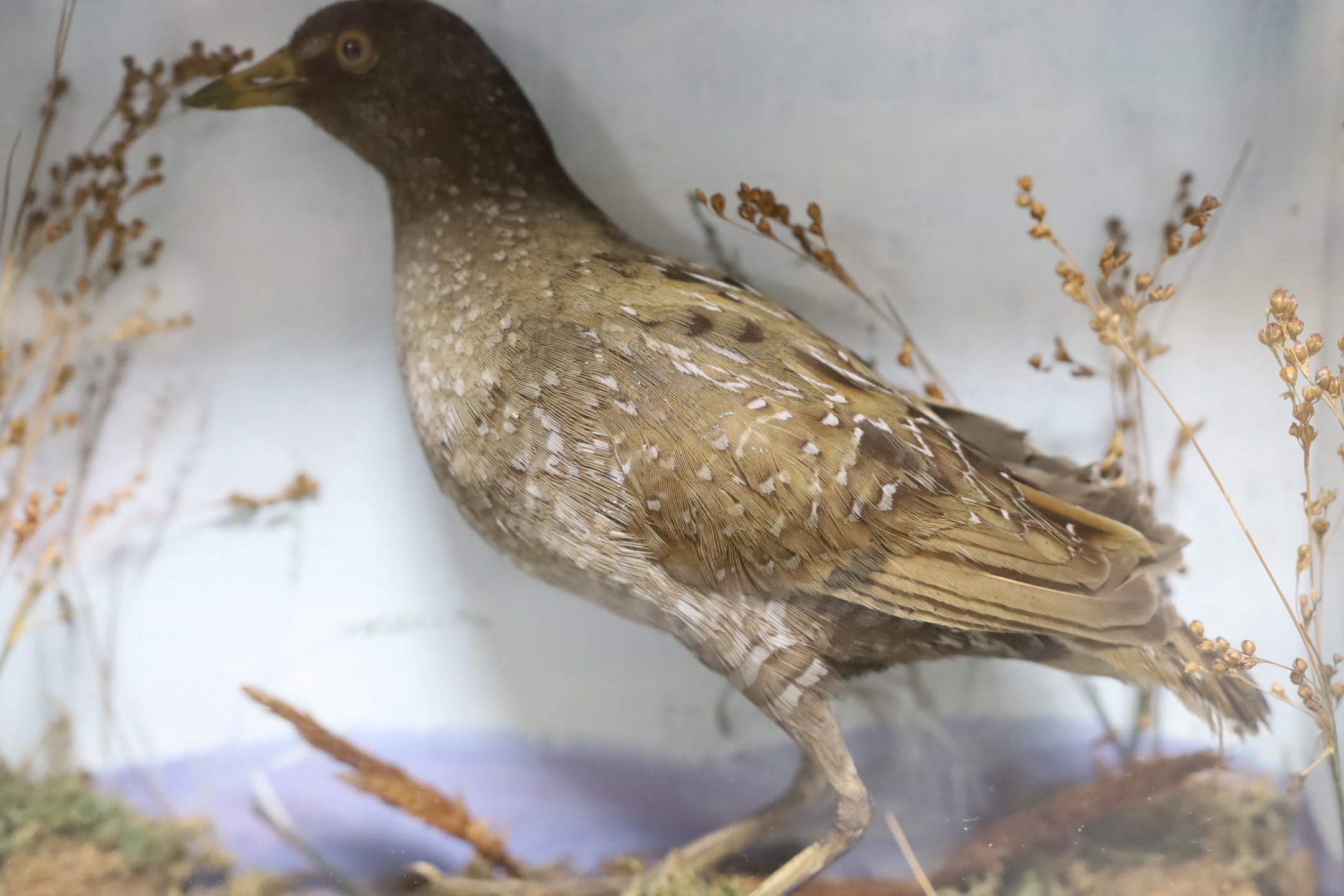 A cased taxidermy Spotted Crake, case 26cms x 23.5cms